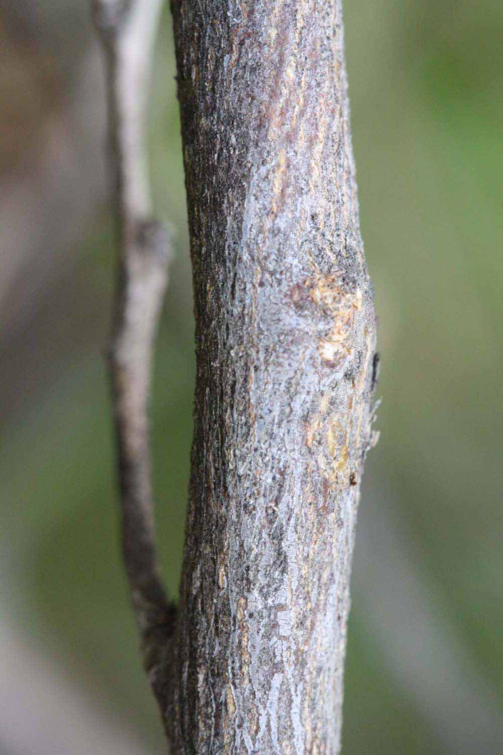              Second - third year twig (Riverside, CA)       